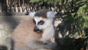 В Новосибирском зоопарке лемуры отобрали у ребенка коробочку с попкорном — видео