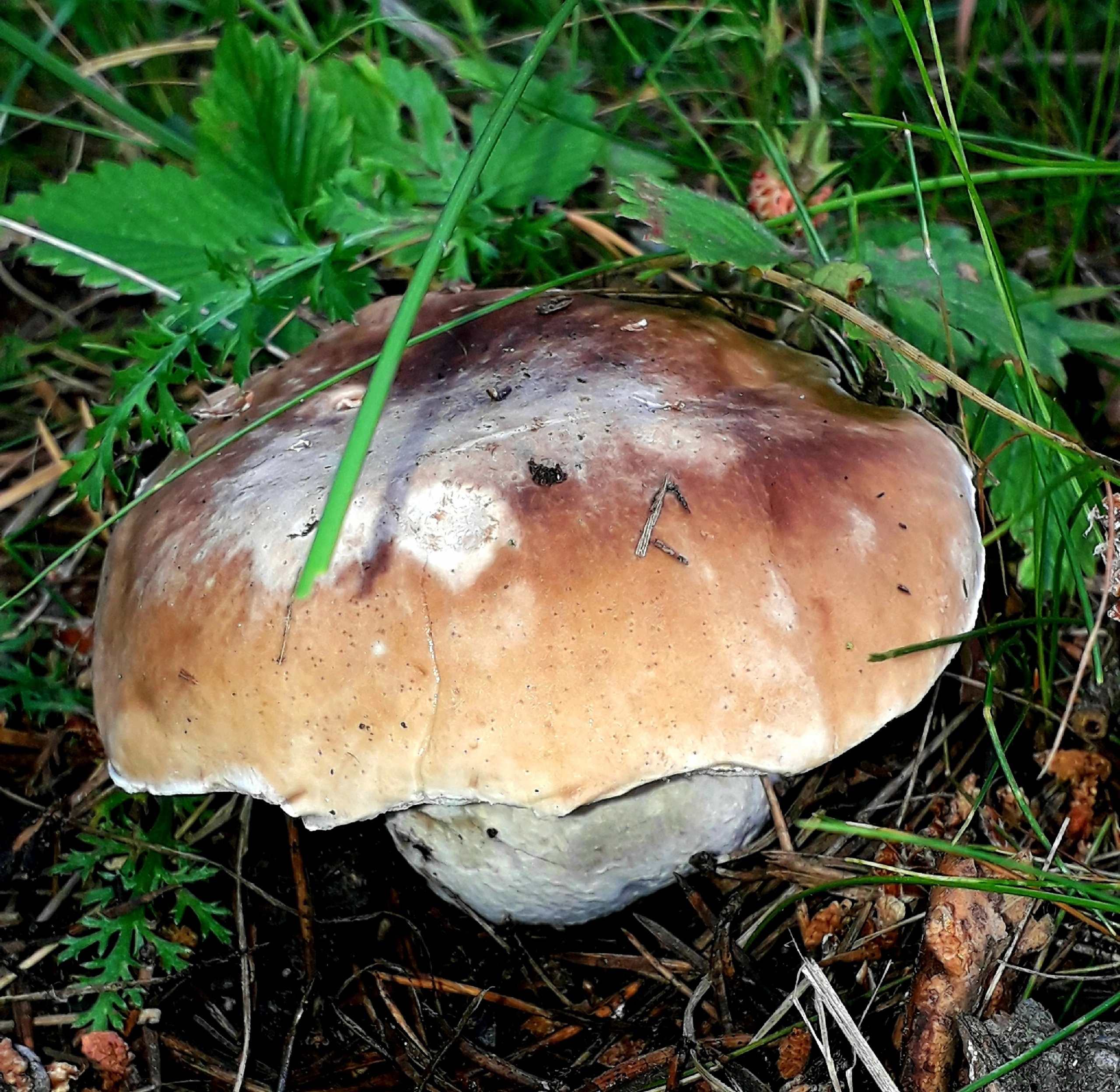 Ассортимент грибов в корзинах петербуржцев начал меняться
