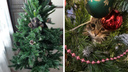 Котики пошли в атаку: как питомцы реагируют на новогодние елки — забавные фото и истории новосибирцев