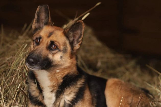 В Петербурге ищут собаку погибшего бойца СВО