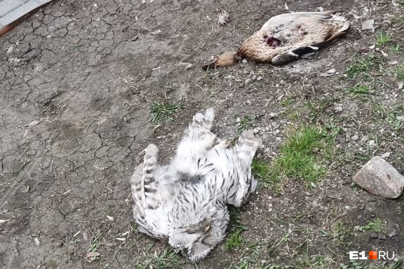 В центре Екатеринбурга заметили загадочно погибших сову и утку. Что с ними стряслось?