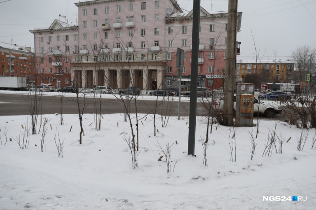 Иногда вместо крупномерных деревьев на улицах Красноярска появляются тонкие прутики