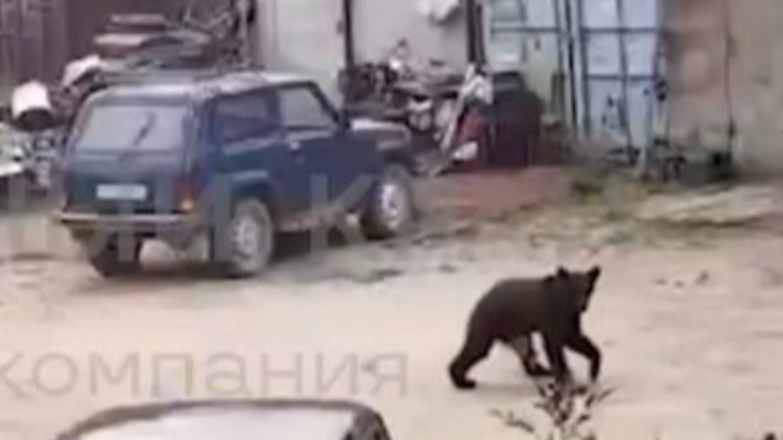 Медведи вышли к людям из-за лесных пожаров в Якутии