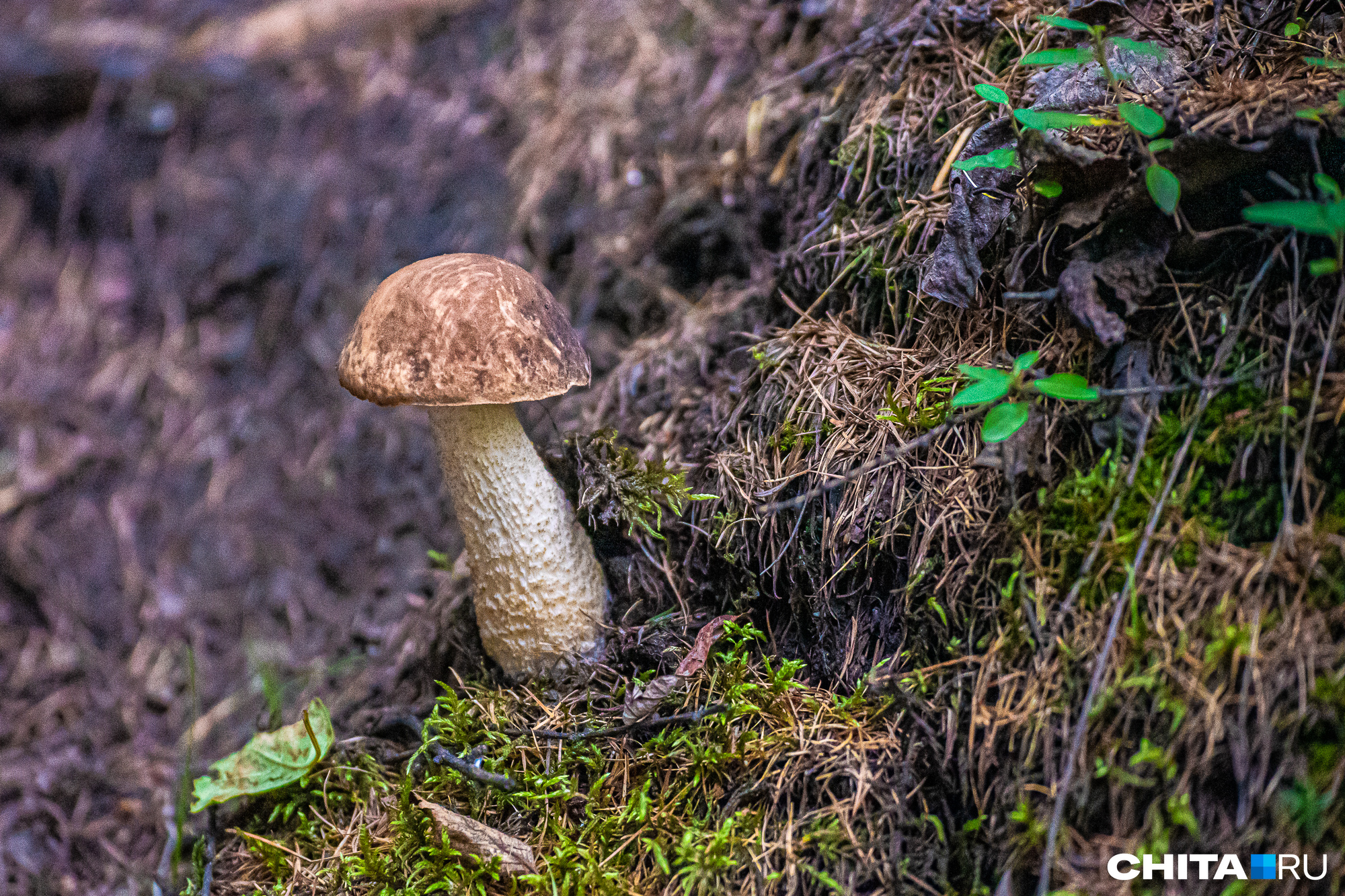 Почему гриб называется белый гриб: интересные факты и научные объяснения