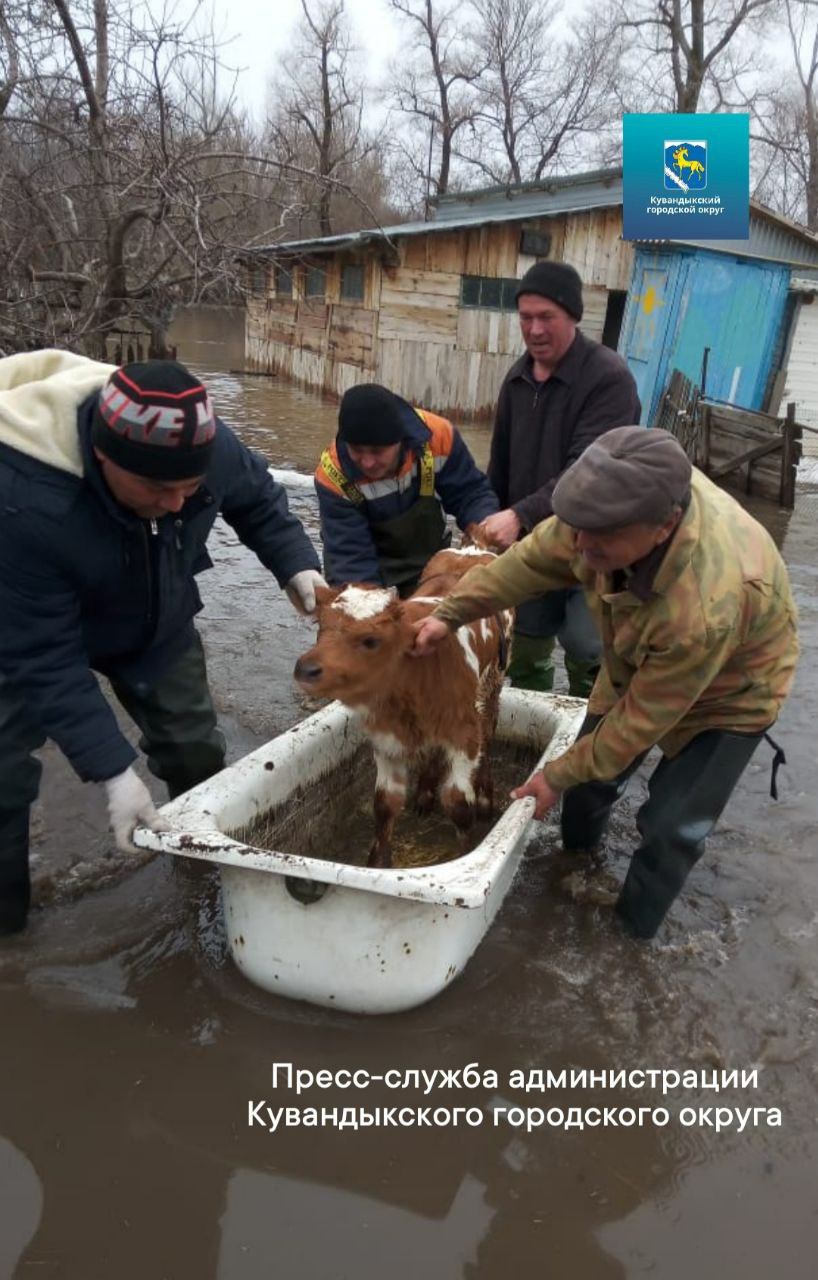 Тянущаяся к людям корова и теленок в ванне. В Оренбуржье люди спасают брошенных животных