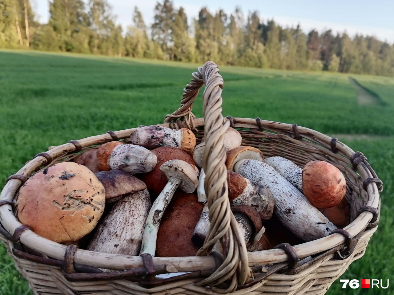 Оказывается, важно, куда именно складываются грибы при сборке