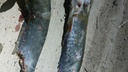 Искалеченная рыба массово выбрасывается на берег Арсеньевки в Приморье
