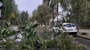 Ураганный ветер в Ростове сломал деревья и перевернул скамейки: что натворила непогода