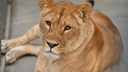 Умерла львица Олесия из ростовского зоопарка