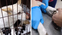Бездомный пес попал в капкан — его пришлось вылавливать и везти в клинику