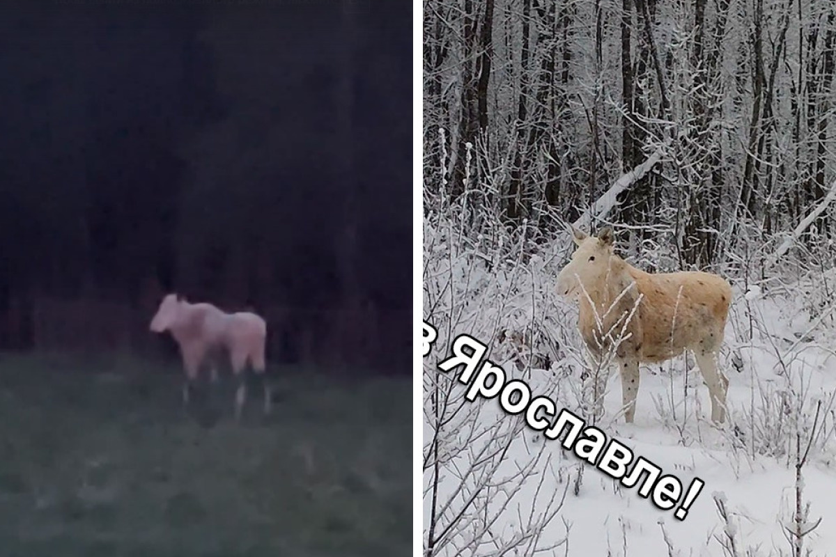 Белый лось в лесах Ярославской области: кто такие альбиносы, почему лось  коричневый - 12 декабря 2023 - 76.ру