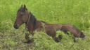 «Видно, что мучился»: жительница Артема нашла привязанный к забору труп коня