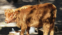 Кудрявую телочку с шикарной «прической» привезли в Новосибирский зоопарк — смотрим на новое животное