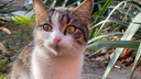 «Краснодог» выиграл грант на стерилизацию 1 тысячи кошек в Краснодаре