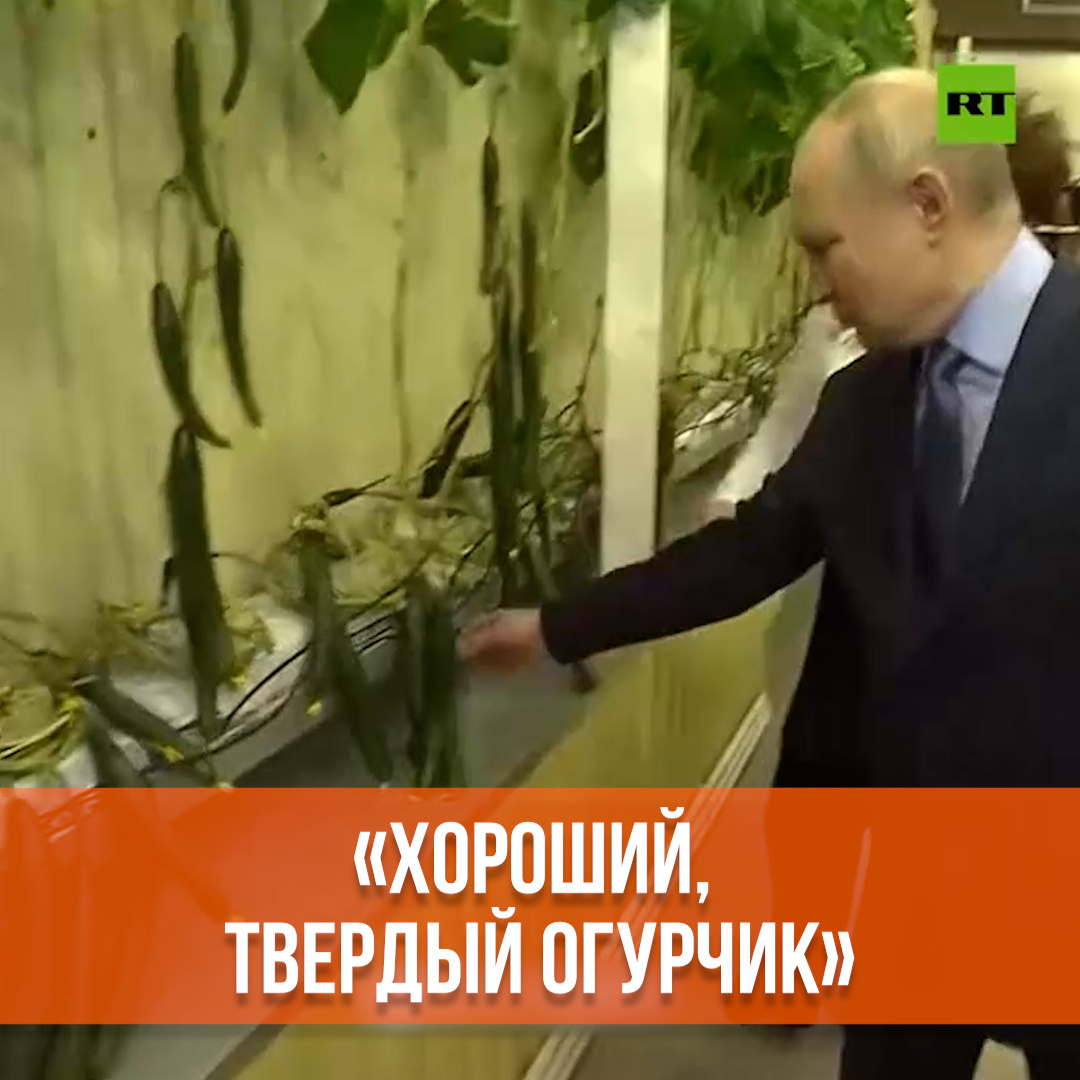 «Хороший, твердый огурчик»: Владимиру Путину показали рост овощей в условиях вечной мерзлоты — видео