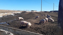 В Минусинском районе ввели ЧС из-за африканской чумы свиней и собираются уничтожить всех особей в очаге заражения