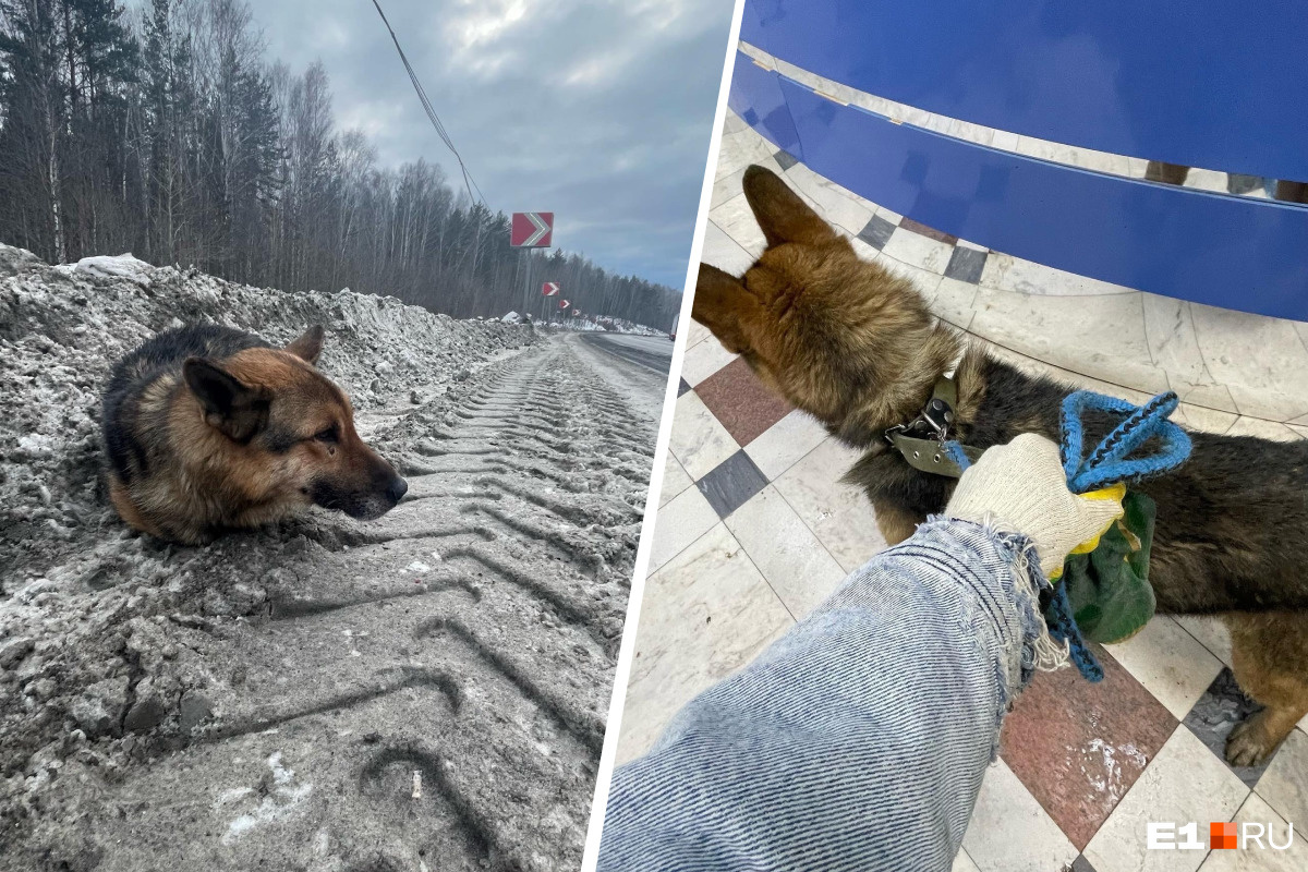 «Даже не шевелился от страха и холода»: на Урале дорогую собаку выбросили прямо на трассе