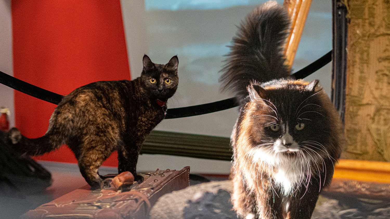 «Тыгыдыкают» по ночам мимо мумий. Как живут кошки в главном музее Владивостока