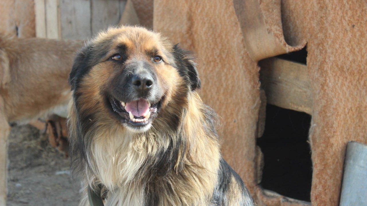 В Якутии решили отправить всех бездомных собак на тот свет чуть пораньше