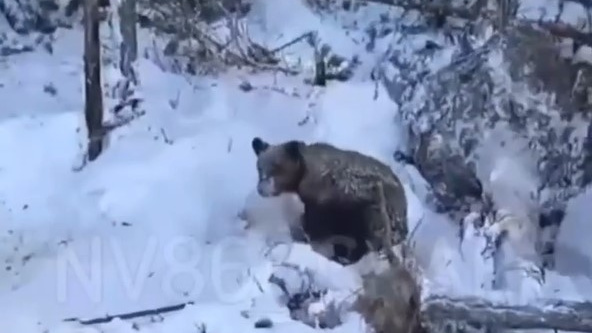 В ХМАО экскаваторщик раскопал берлогу и разбудил медведей до прихода весны