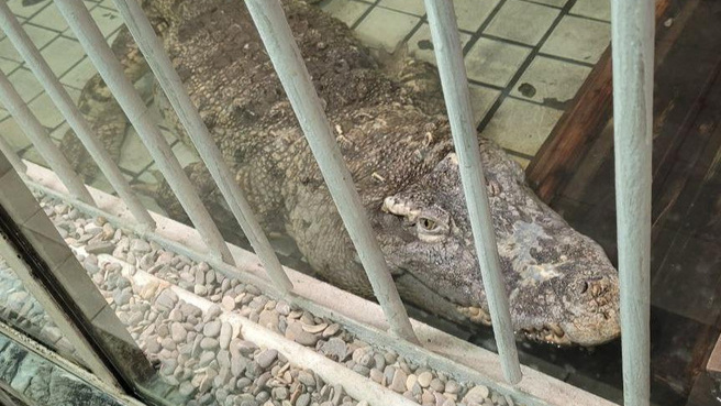 Минприроды Кубани устроило рейд по поиску крокодила в реке Кирпили