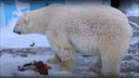Сибирячка сняла на видео завтрак белого медведя — чем кормят Кая в зоопарке?
