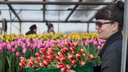 «Снега бросьте в вазу»: как в Новосибирске готовят к 8 марта тысячи тюльпанов и как продлить им жизнь — весенний фоторепортаж