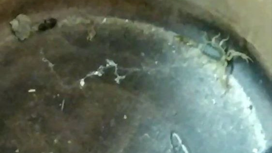 «Не подходи ко мне!» Под Волгоградом в кастрюлю к женщине залез краснокнижный скорпион — видео