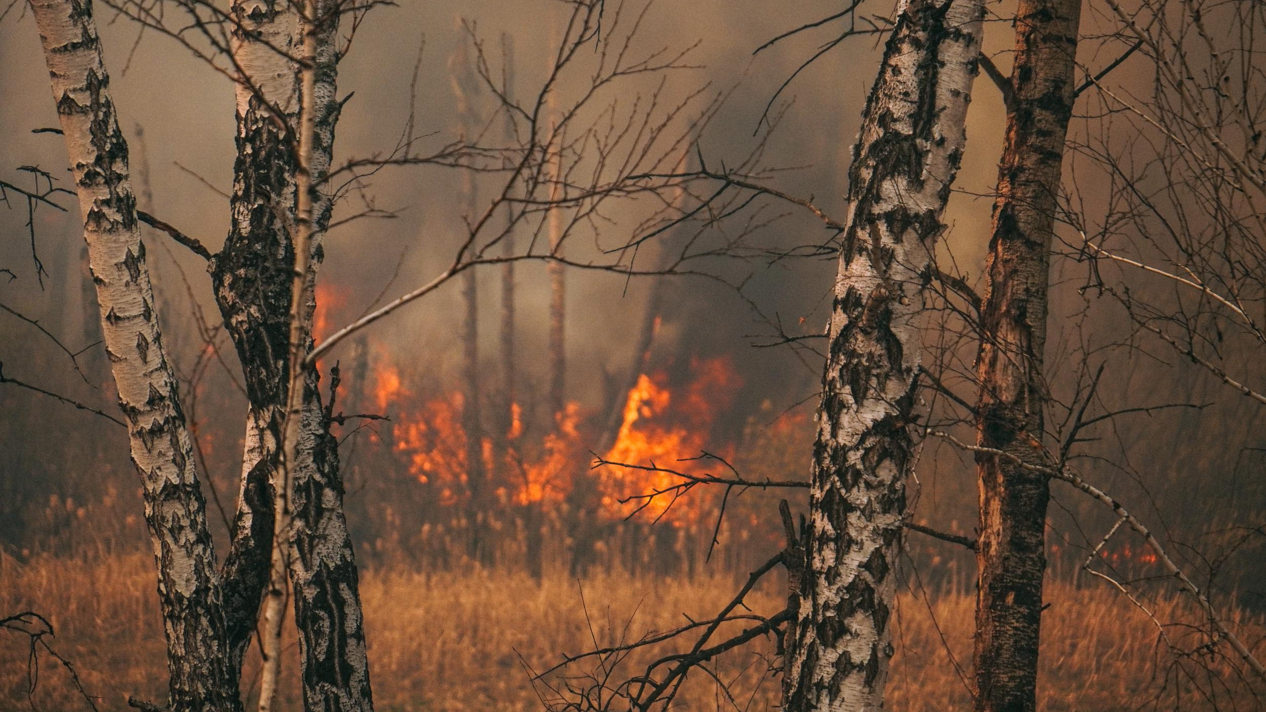 Первый лесной пожар в <nobr class="_">2024 году</nobr> произошел в Томской области