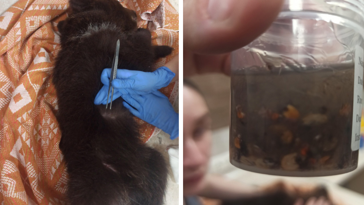 «Жуткое истощение, один скелет»: найденного под Новосибирском медвежонка взяли на передержку
