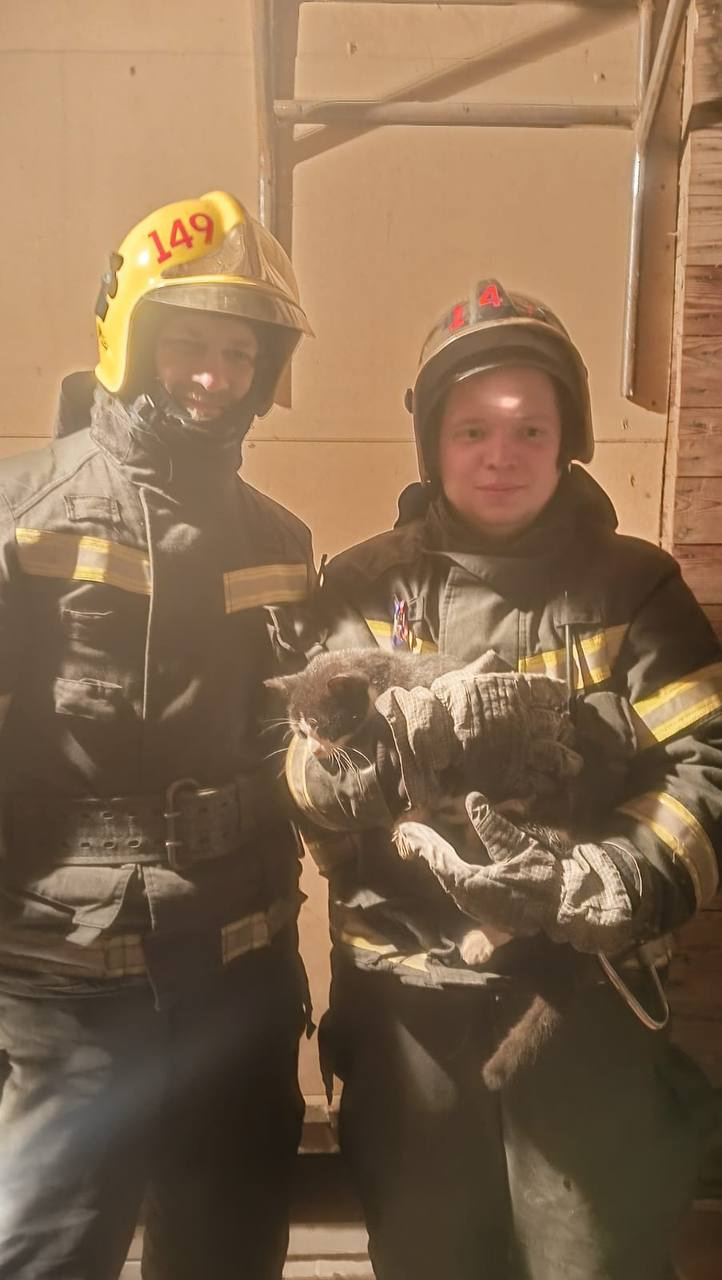 Пожарные выковыривали кота из кирпичной кладки в Суоранде