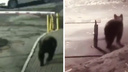 По центру Красноярска ночью пробежал медведь — его ищет полиция. Видео