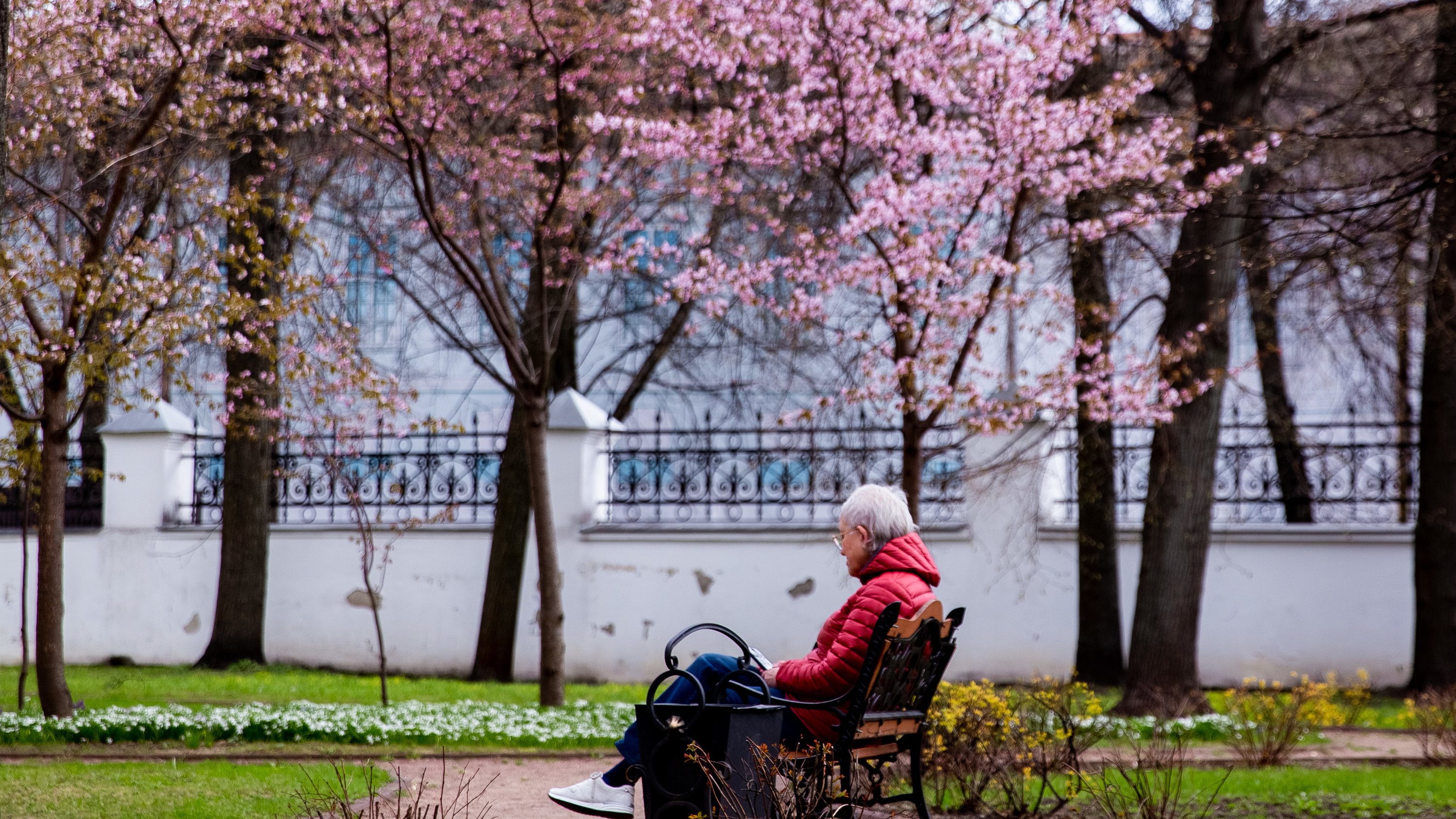 Голубые поляны, изящная сакура: заряжаемся весенним настроением в цветущем Ярославле