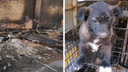 Подожгли будки? В пожаре на Алма-Атинской сгорели 5 собак