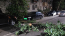 «Ствол там так и лежит»: в Волгограде женщина отсудила у мэрии <nobr class="_">200 тысяч</nobr> за рухнувшее на машину дерево