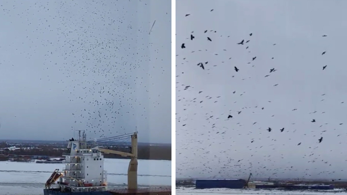 Над Архангельском собралась огромная стая птиц: зрелищное видео сняли с набережной
