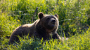 Полицейские ищут медведя, показавшегося дачникам на Мельничном тракте