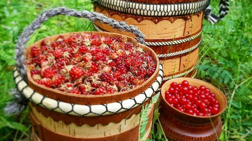 Собирать ягоды можно — Минэкологии Якутии определило даты «тихой охоты»