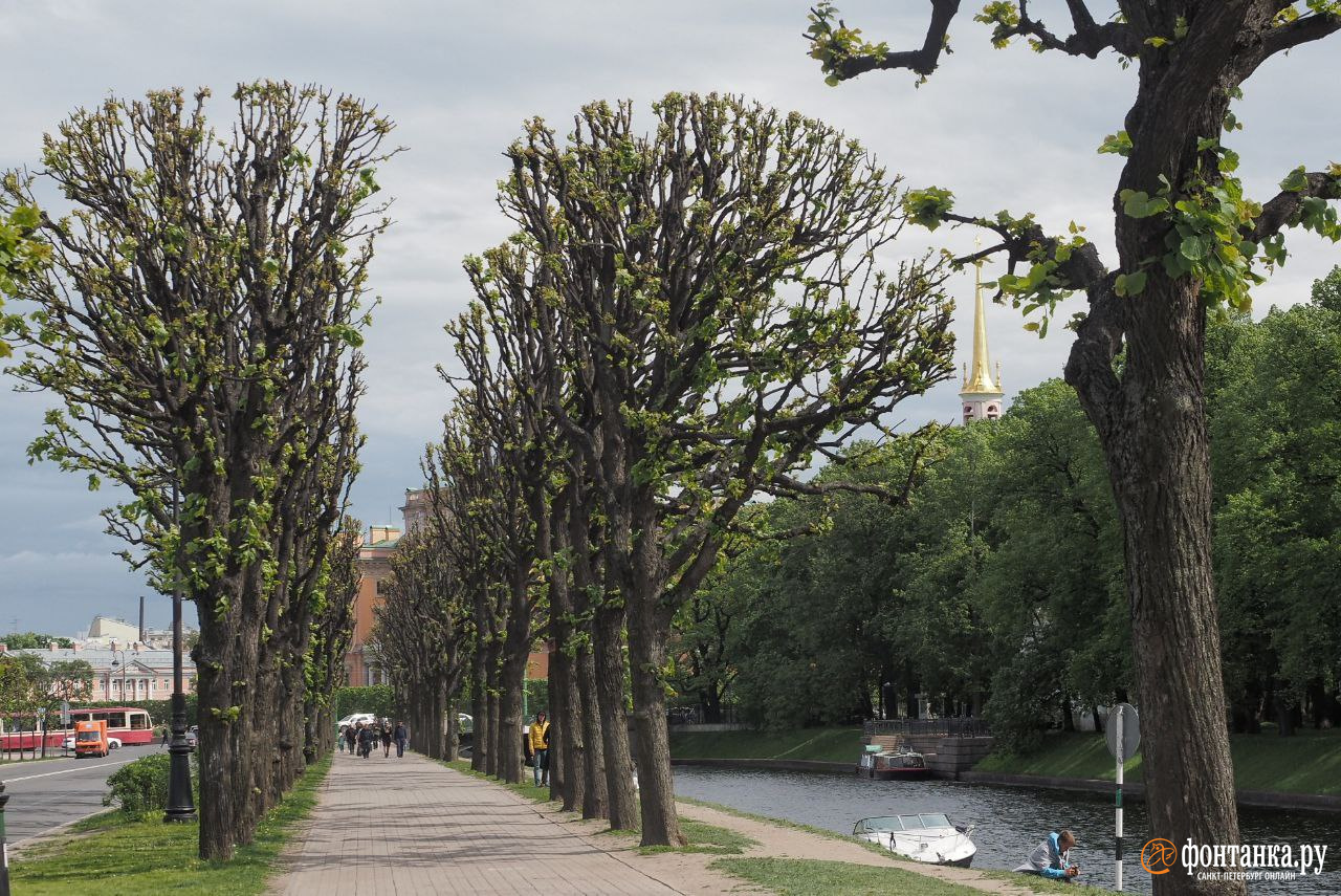 Дерево спб