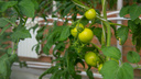 Сеем помидоры на рассаду для теплицы и огорода: что такое детерминантные томаты и куда их высаживать