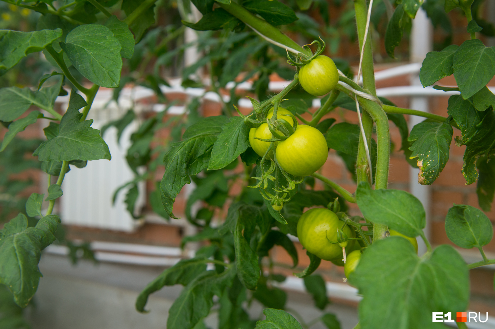 Что такое детерминантные и индете��минантные сорта помидоров: когда сажатьпомидоры на рассаду, лучшие и урожайные сорта томатов - 2 апреля 2023 -76.ru