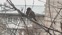 «Внесла коррективы теплая осень»: новосибирцы заметили в городе редкую птицу — она похожа на гигантского воробья