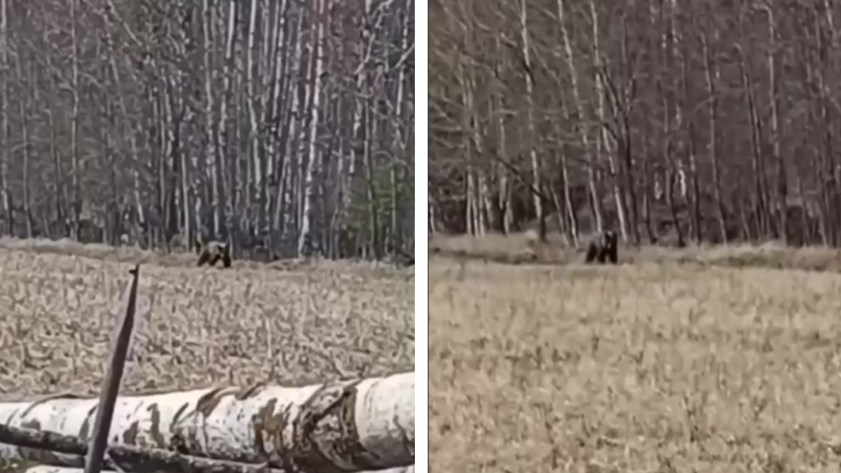 «Немного шок-контента»: красноярские студенты-охотоведы встретили медведя — что они ему говорили