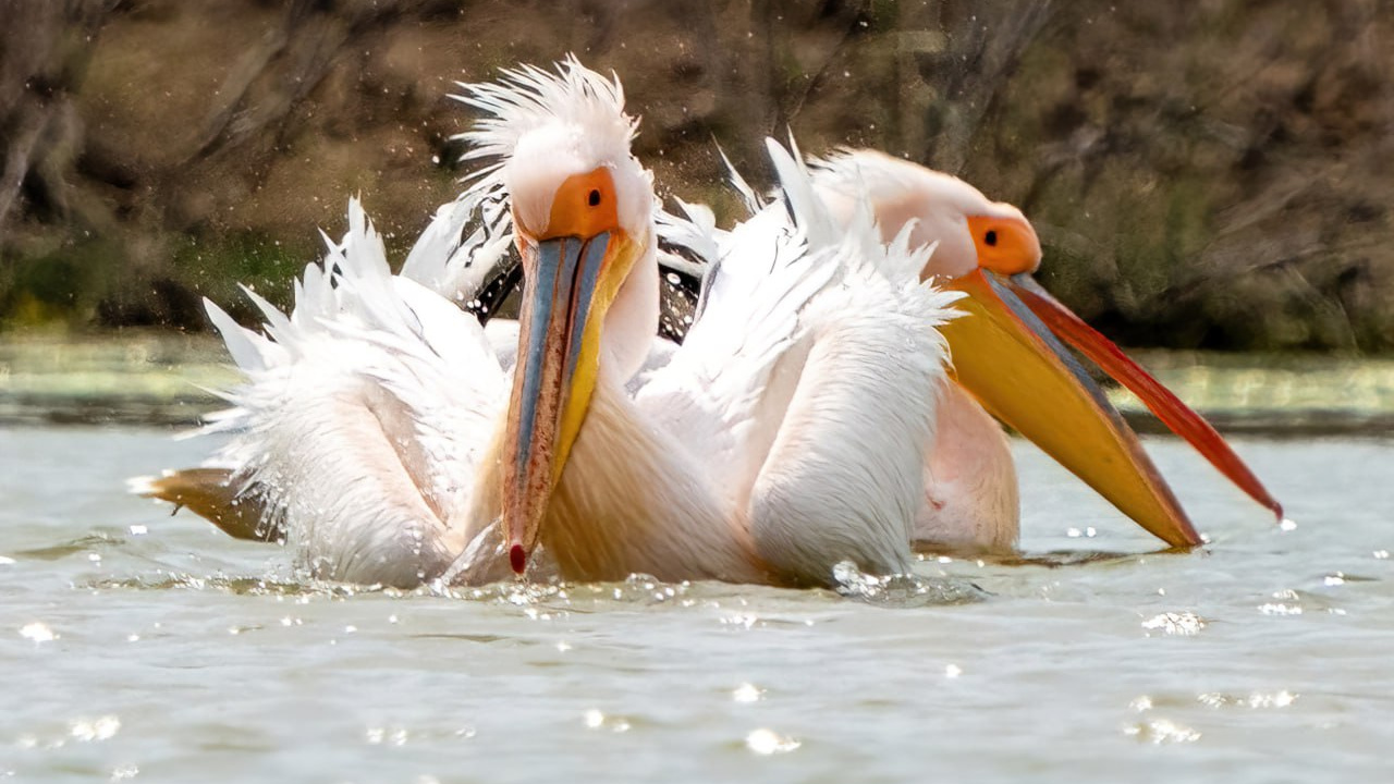 Ставропольский фотограф засняла редких пеликанов. И показала, где их искать в крае