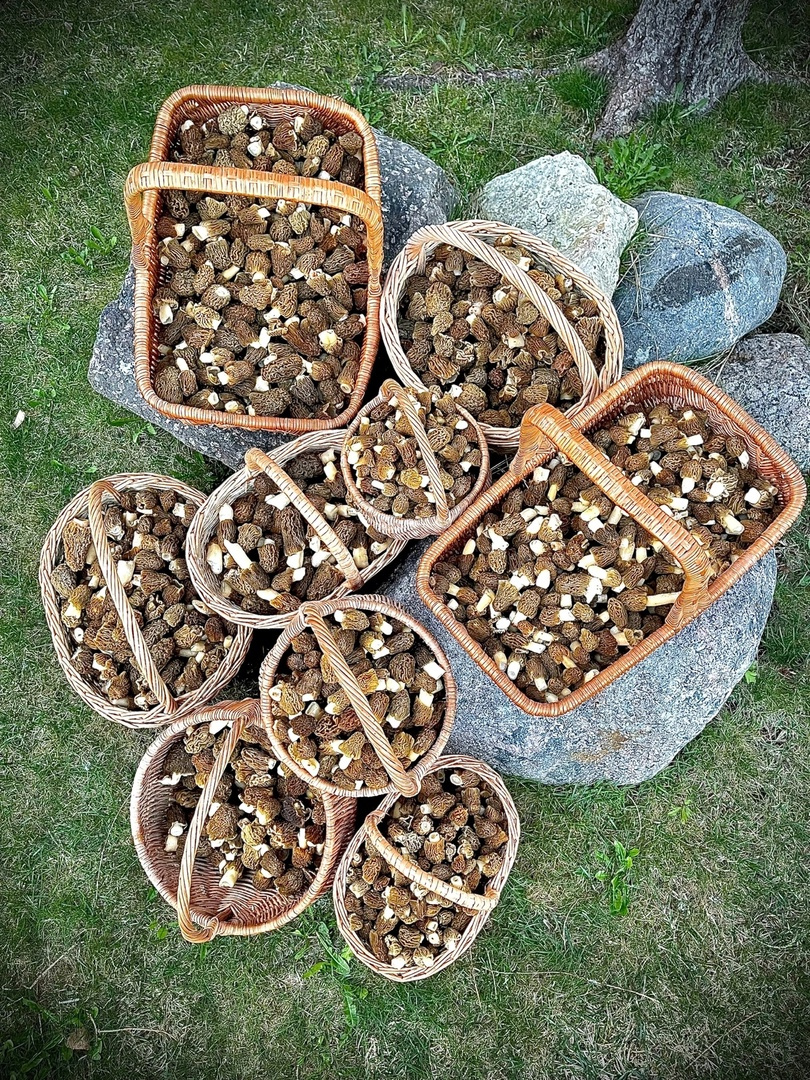 Грибники, завидуйте. Жительница Петербурга набрала десять корзин съедобных грибов