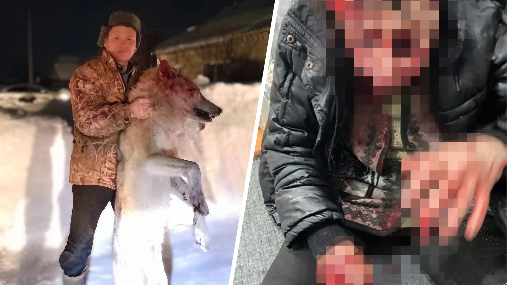 «Они умны, страшны и крайне опасны»: в России волки стали нападать на людей, есть жертвы. Эксперты советуют, как спасаться