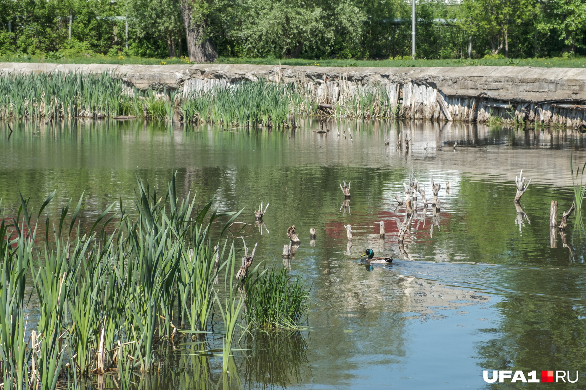 Утка — всё, что осталось в пруду от красивого