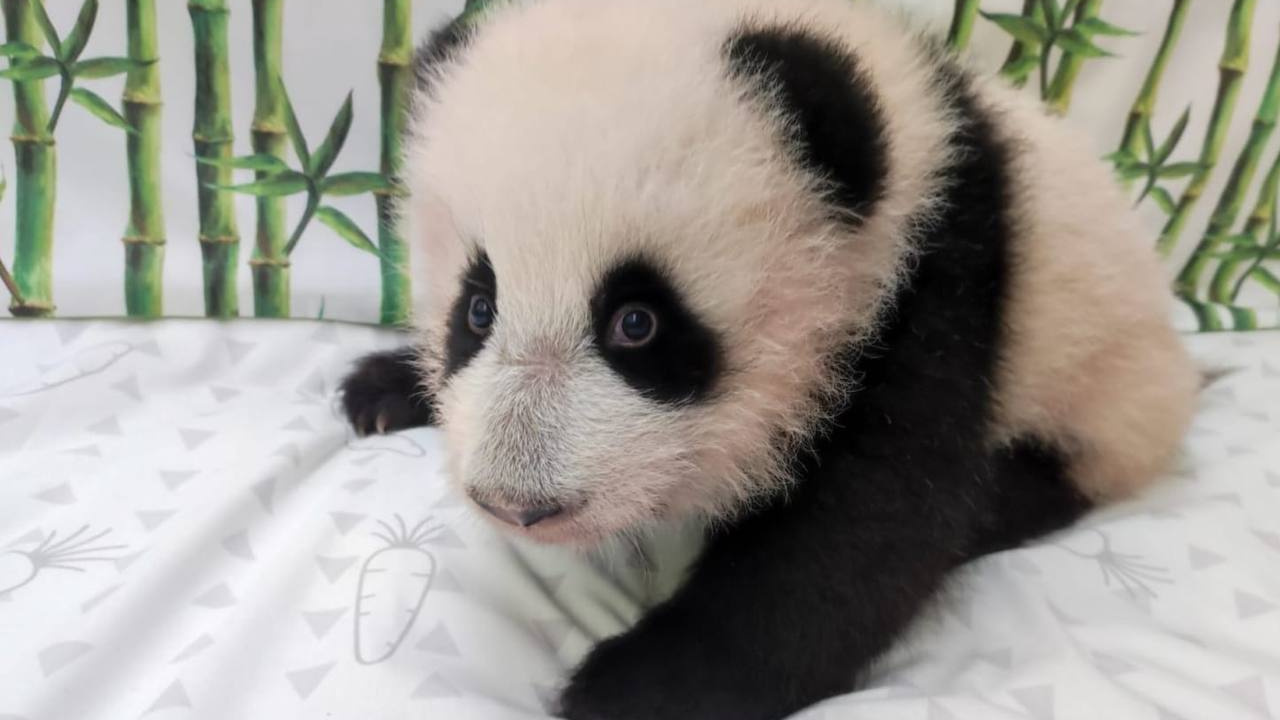 Мо Мо, Катюша или Хон Син. В московском зоопарке выбирают имя для маленькой панды