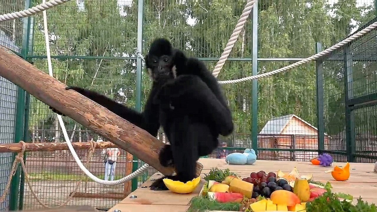 Ждем гиббонят. Звезде Барнаульского зоопарка Билли привезут жену — видео с радостным приматом