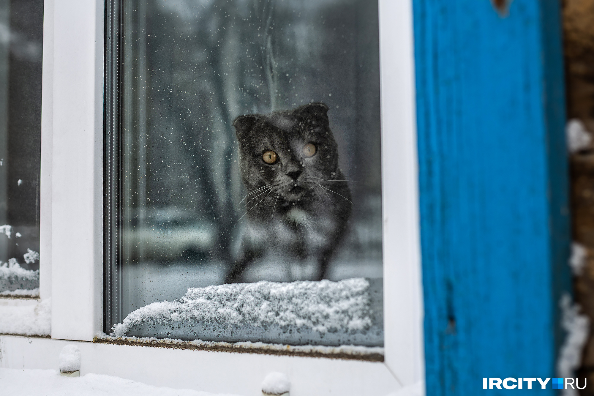 В феврале надо присматривать за кошками — они подскажут, какая будет погода